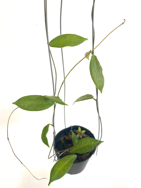 Hoya patella (white)