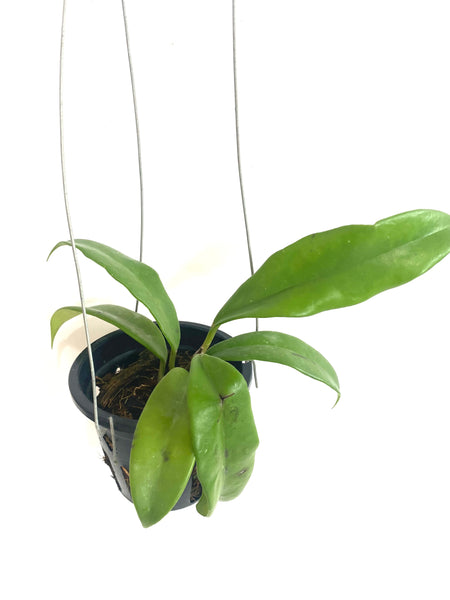 Hoya maingayi