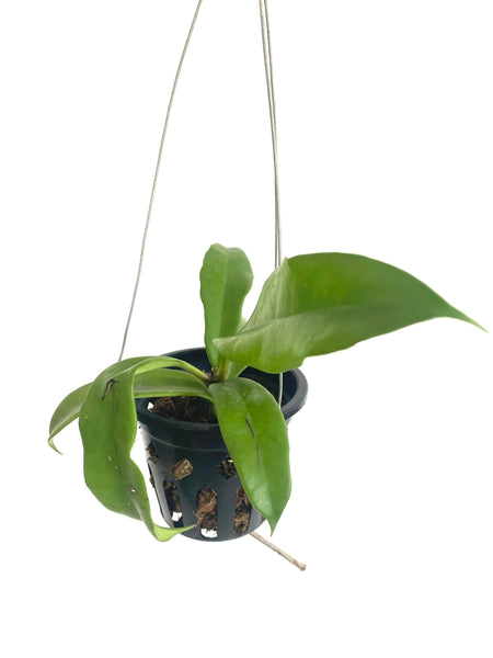 Hoya maingayi