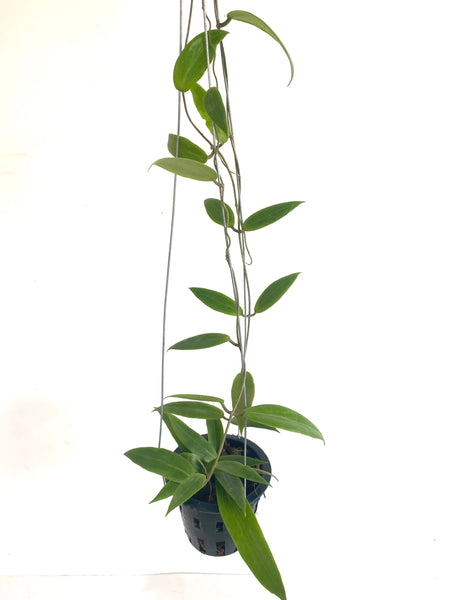 Hoya siariae