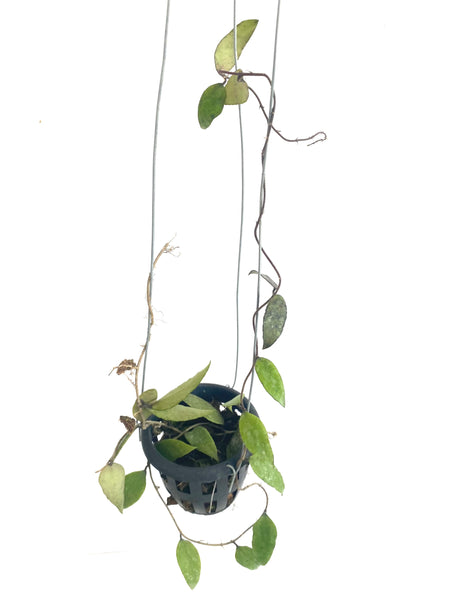 Hoya flagellata