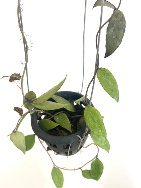 Hoya flagellata