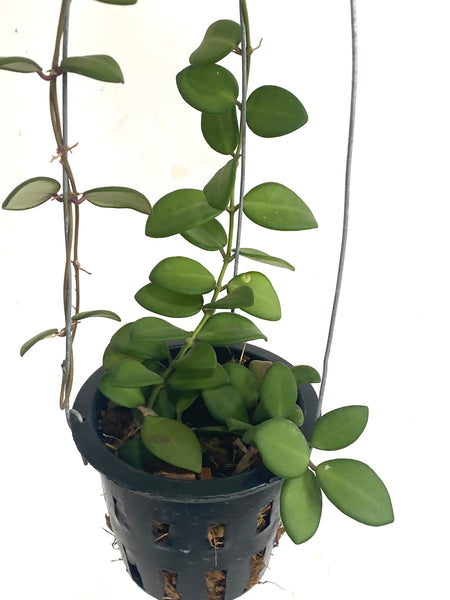 Hoya burtoniae sp aff