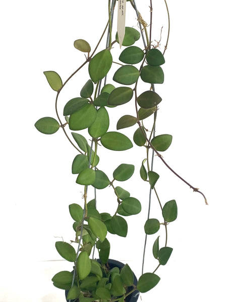 Hoya burtoniae sp aff