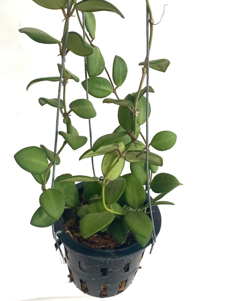 Hoya burtoniae sp aff