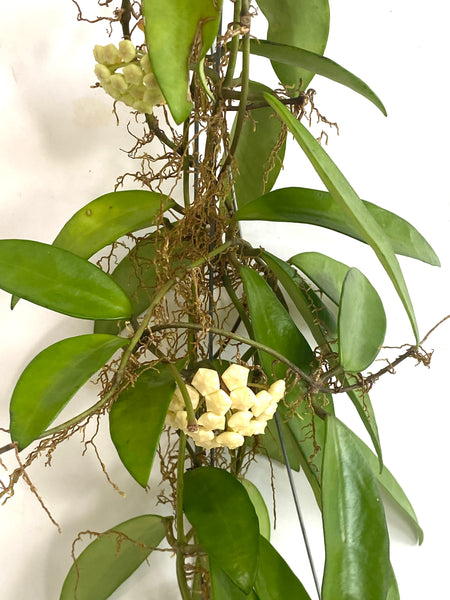 Hoya linh