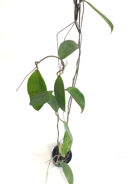 Hoya cinnamomifolia