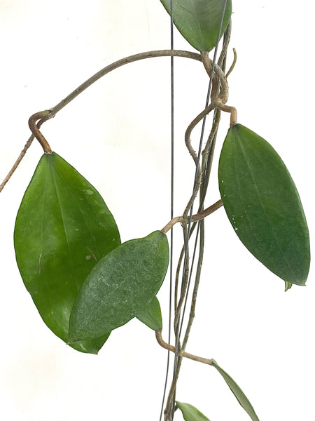 Hoya cinnamomifolia