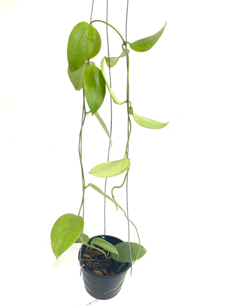 Hoya aldrichii