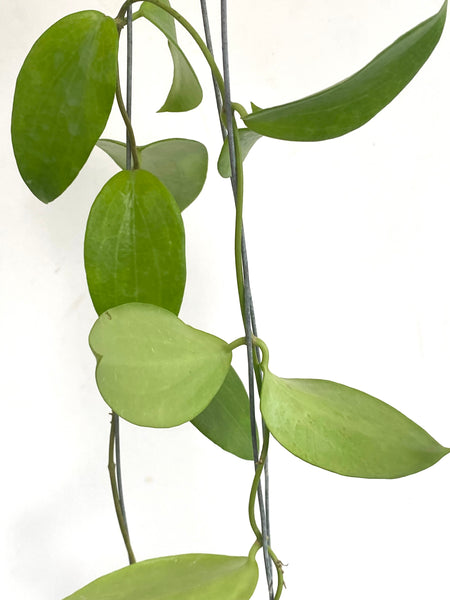 Hoya aldrichii