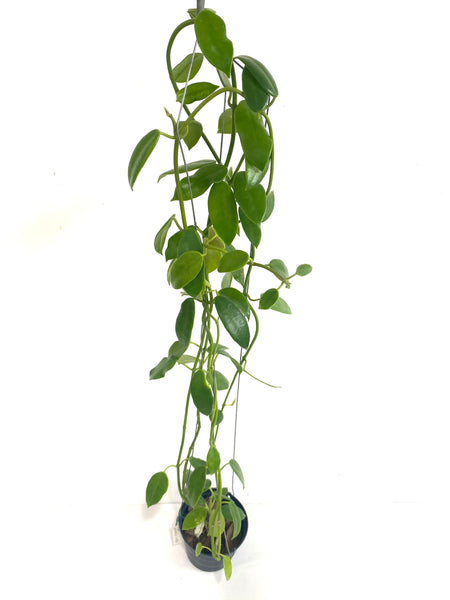 Hoya coronaria (white)