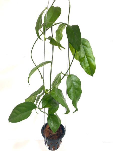 Hoya chewiorum