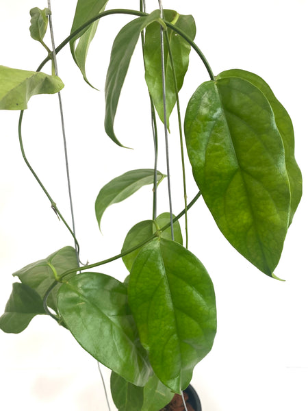 Hoya chewiorum