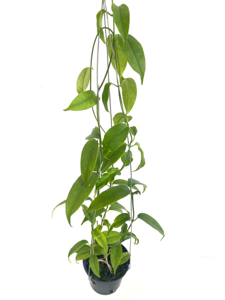 Hoya buotii