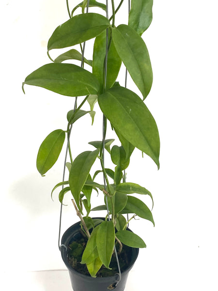 Hoya buotii