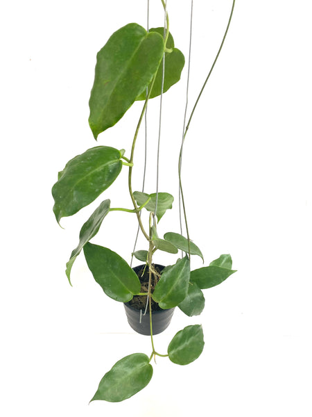 Hoya macgillivrayi