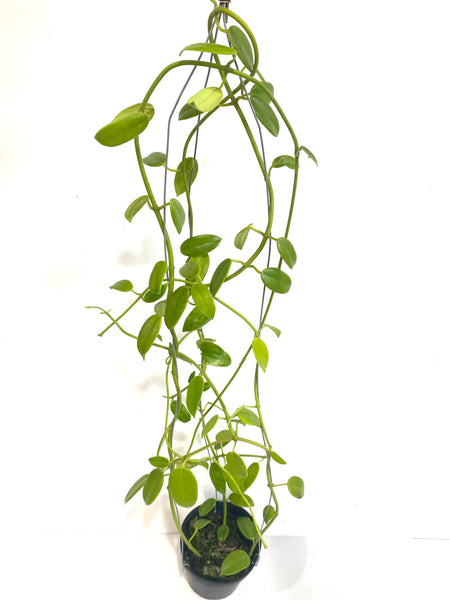 Hoya coronaria (red)