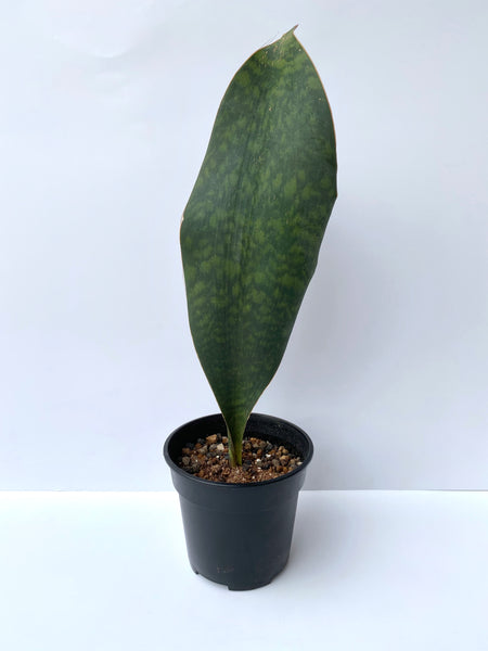 Sansevieria masoniana (Whale Fin Sansevieria)