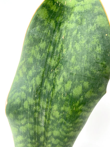 Sansevieria masoniana (Whale Fin Sansevieria)