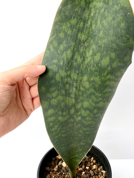 Sansevieria masoniana (Whale Fin Sansevieria)