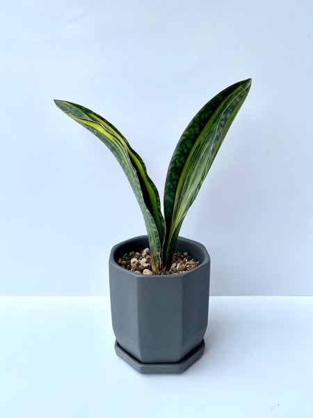 Sansevieria masoniana variegata