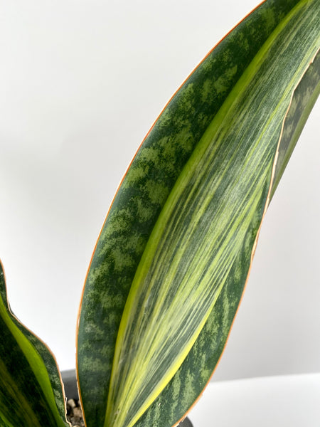 Sansevieria masoniana variegata