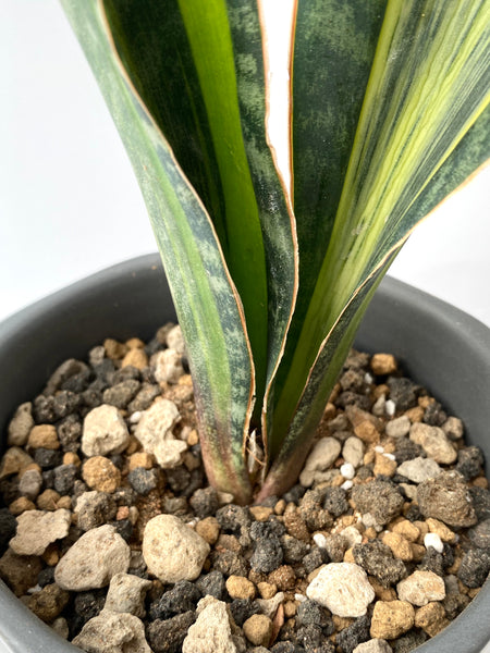 Sansevieria masoniana variegata