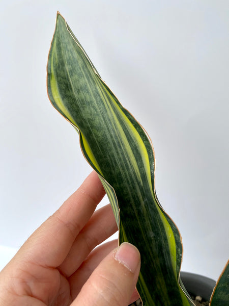 Sansevieria masoniana variegata
