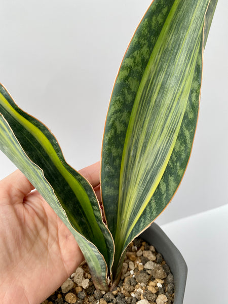 Sansevieria masoniana variegata