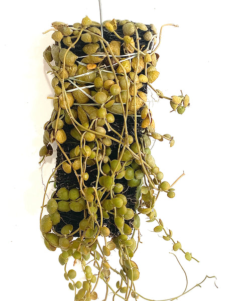 Dischidia sp "Golden Green" (on fern bark)