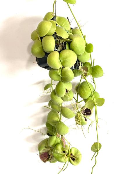 Dischidia platyphylla x platyphylla on fern bark