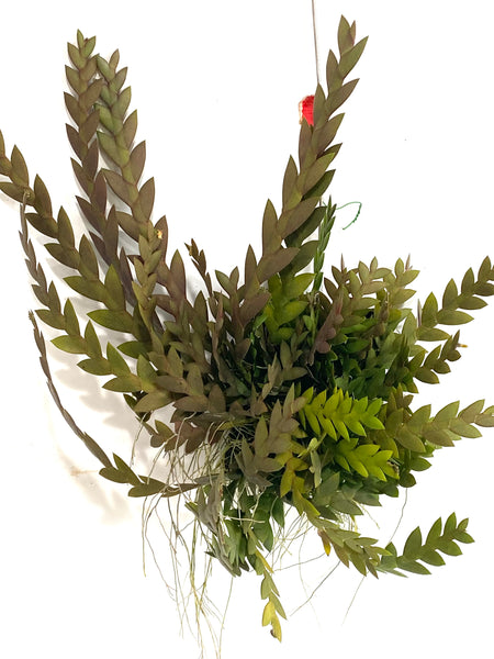 Dendrobium aloifolium