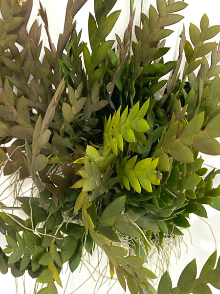 Dendrobium aloifolium
