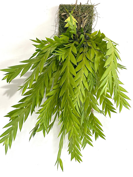 Dendrobium lobatum