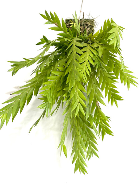 Dendrobium lobatum