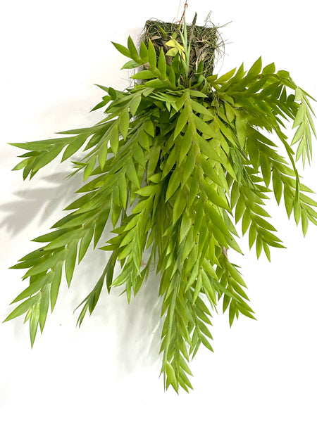 Dendrobium lobatum