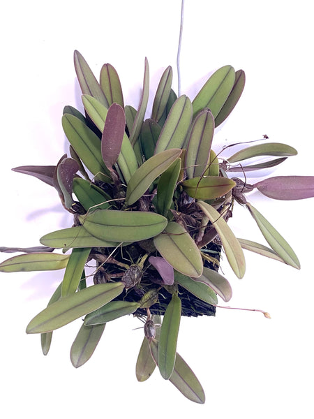 Bulbophyllum purpurascens