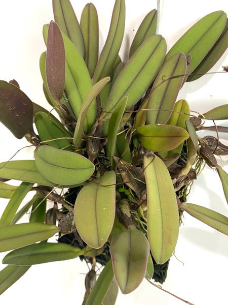 Bulbophyllum purpurascens