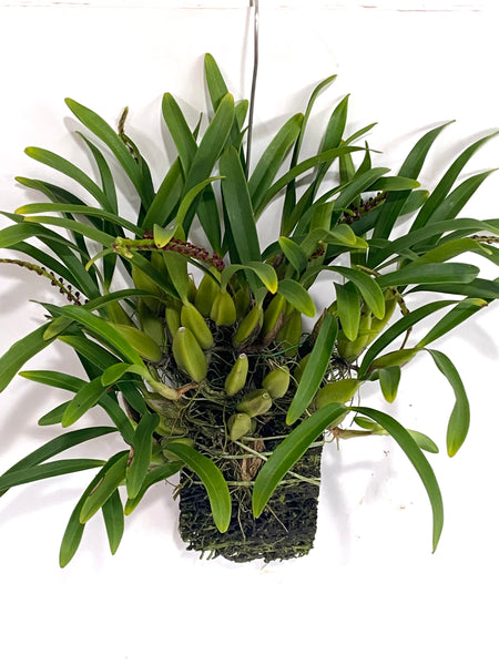 Bulbophyllum falcatum (Africa)