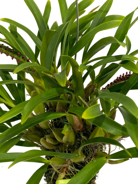 Bulbophyllum falcatum (Africa)