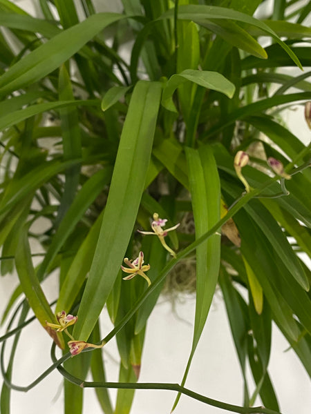 Acriopsis liliifolia
