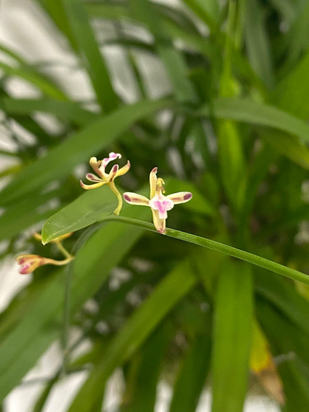 Acriopsis liliifolia