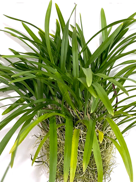 Acriopsis liliifolia