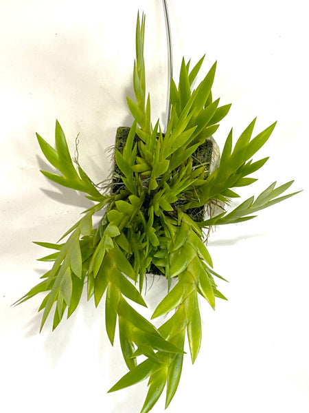 Dendrobium grande