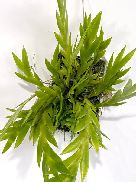 Dendrobium grande