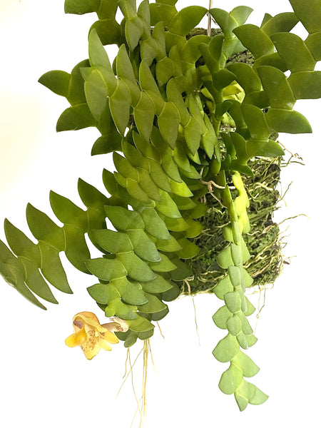 Dendrobium leonis