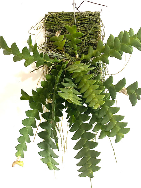 Dendrobium leonis