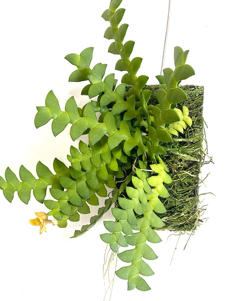 Dendrobium leonis