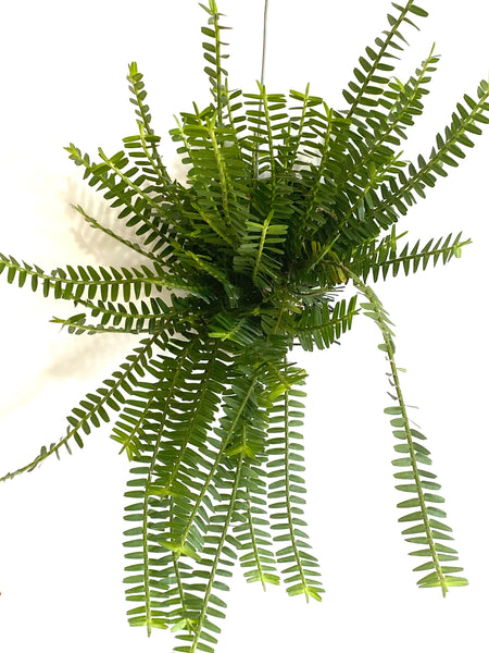 Agrostrophyllum stipulatum sybsp. bicuspidatum