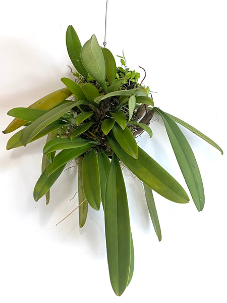 Bulbophyllum gracillimum